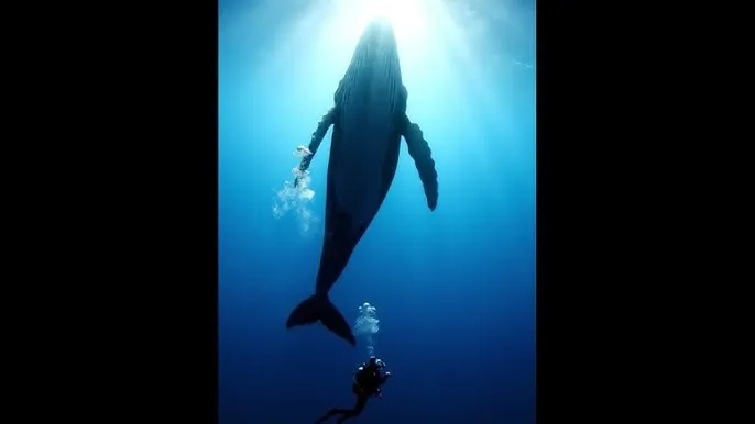 麦林炮手攻略 - 深蓝星球：探索海洋深处的未知世界